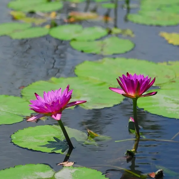 尚德休閒蓮花園