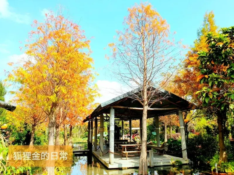 台中美食 │ 田寮農莊 台中南屯古早味農家菜 隱身於台中市區的落羽松秘境景觀餐廳