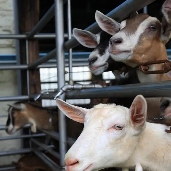 久大生態休閒教育乳羊場