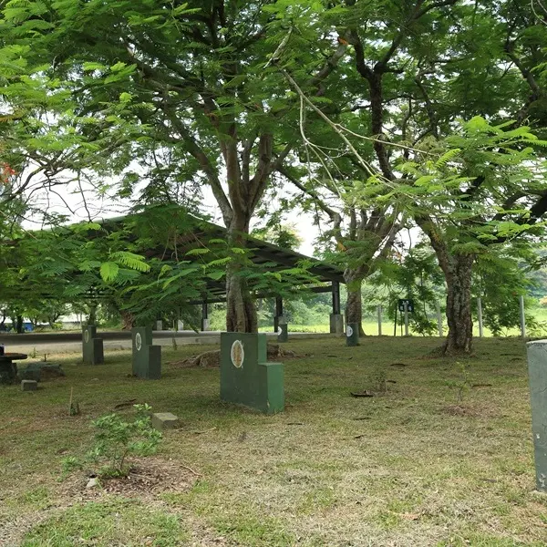 太平大樟樹．楓葉林道