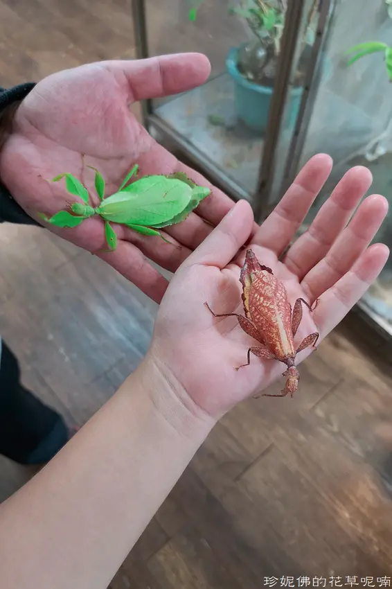 【南投-埔里鎮】埔里親子景點｜蝴蝶小鎮生態休閒園區-木生昆蟲博物館