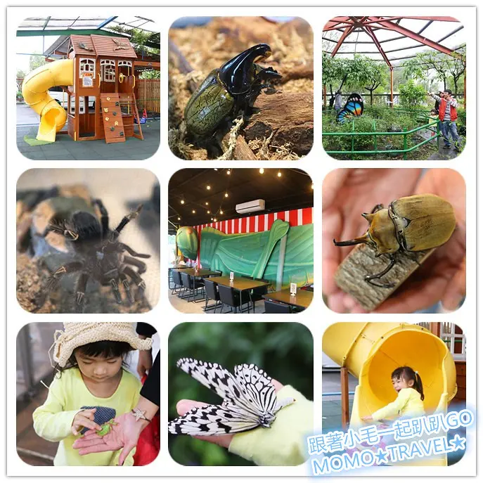 南投旅遊-木生昆蟲博物館 體驗各種意想不到的昆蟲及蝴蝶丨螳螂餐廳造型超吸睛