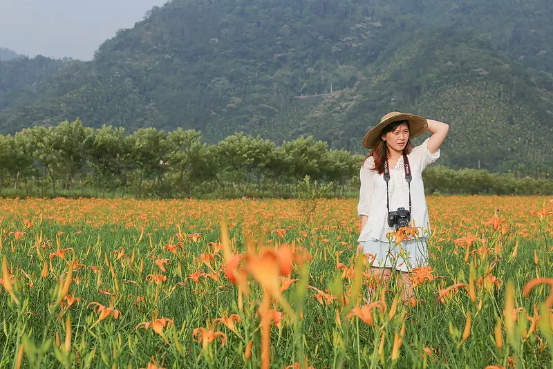 《遊記》來去南投。頭社賞金針花