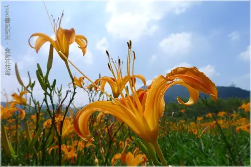 [日月潭] 走．明年還要再去看金針花．黃色花海超萌～