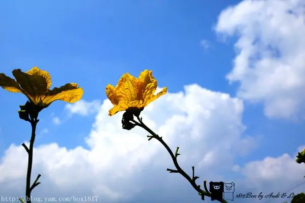 【南投。魚池】頭社活盆地。來跟絲瓜共舞。全國最高海拔絲瓜專業生產區