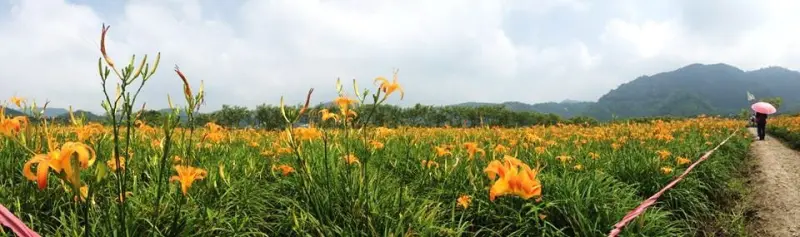 [南投頭社]活盆地的季節花海：金針花海‧牽牛花海，與無底洞