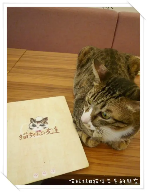 ＊貓咪先生的朋友＊ 我們都是好朋友