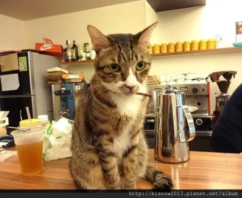 有提供燉飯和早午餐,和貓咪一起作朋友--台北東區貓咪餐廳貓咪先生的朋友体驗心得