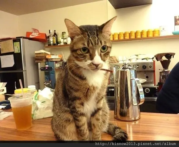 有提供燉飯和早午餐,和貓咪一起作朋友--台北東區貓咪餐廳貓咪先生的朋友体驗心得
