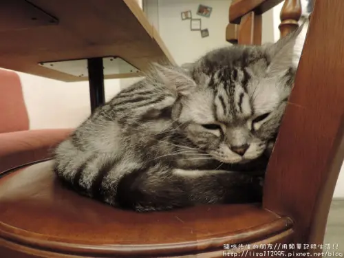 食記。台北★二訪，貓咪先生的朋友，邊吃早午餐邊看貓咪吧!