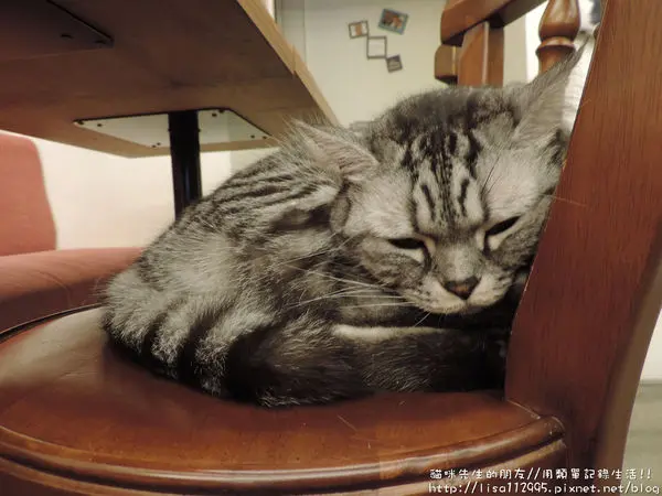 食記。台北★二訪，貓咪先生的朋友，邊吃早午餐邊看貓咪吧!