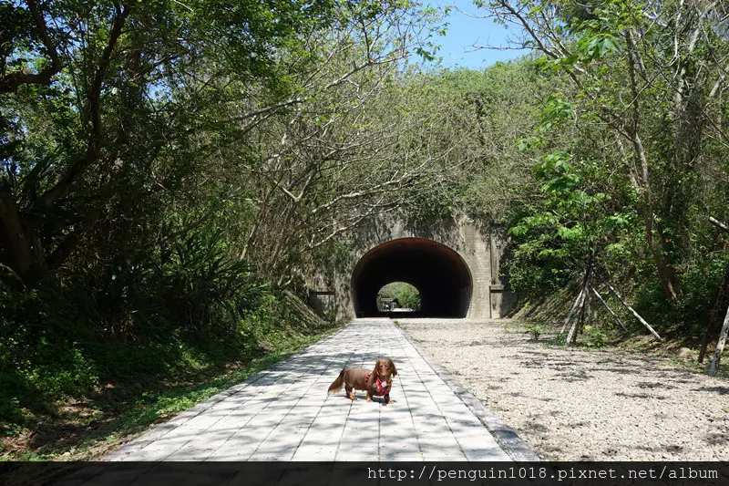 【苗栗竹南】崎頂子母隧道；穿越神隱少女場景，走進二次大戰歷史遺跡。(崎頂車站/苗栗景點/苗栗旅遊/苗栗秘境)