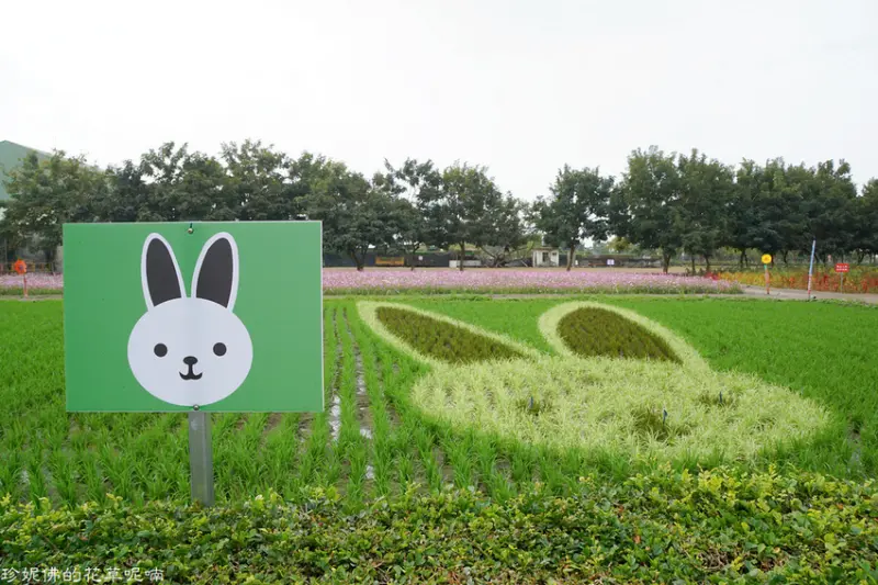 【屏東-南州鄉】2021南州糖廠十二生肖彩繪稻田&波斯菊花海