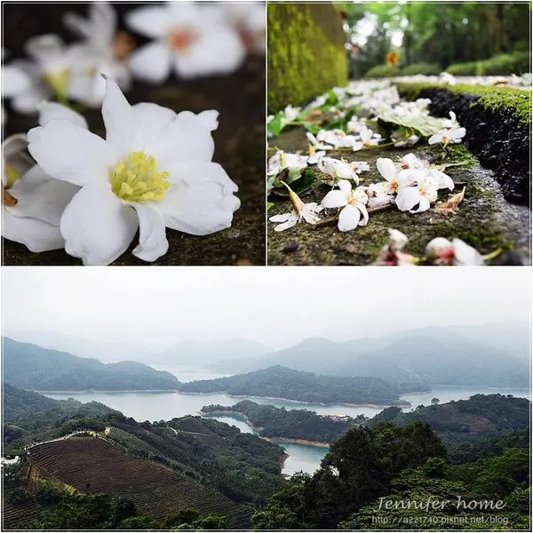 新北石碇桐花●石碇千島湖●八卦茶園●永安景觀步道●翡翠水庫景觀徒步區●走一趟石碇流行都跟上了~