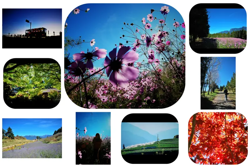 藍幕 . 花 の 序曲 * 台中梨山 . 福壽山農場