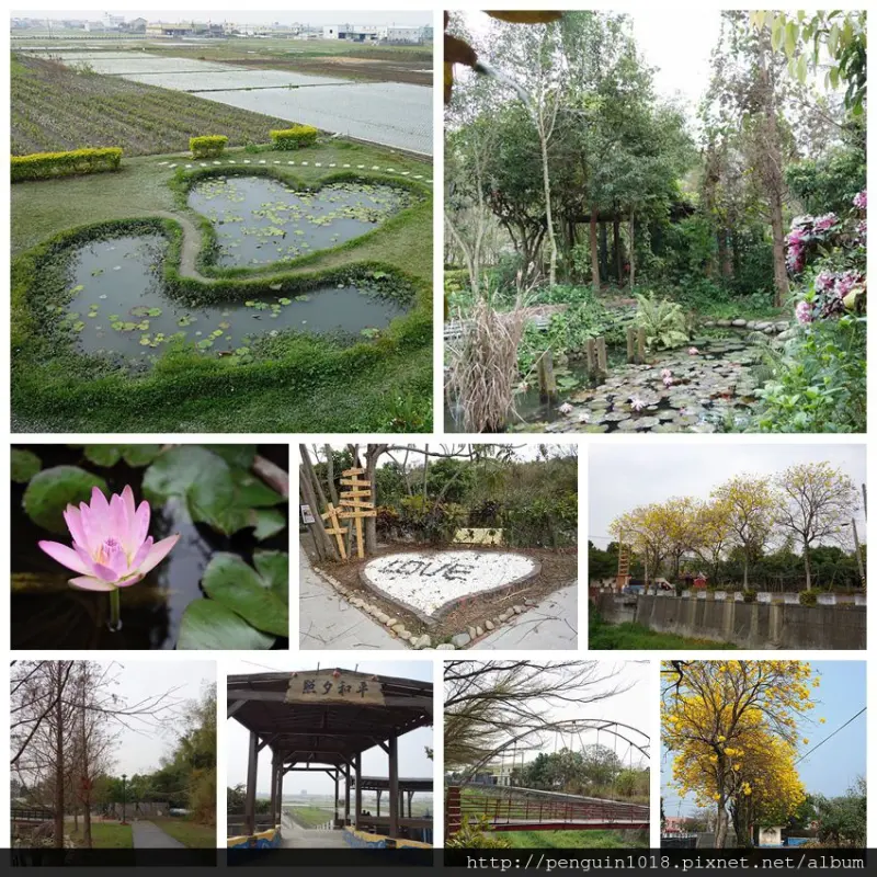 【彰化大村景點】盧家公園+雙心池塘+何家花園+小葉欖仁小徑+黃花風鈴木+花樹銀行+進昌咖啡館；原來大村這麼美！！平和社區好玩好美一日遊。