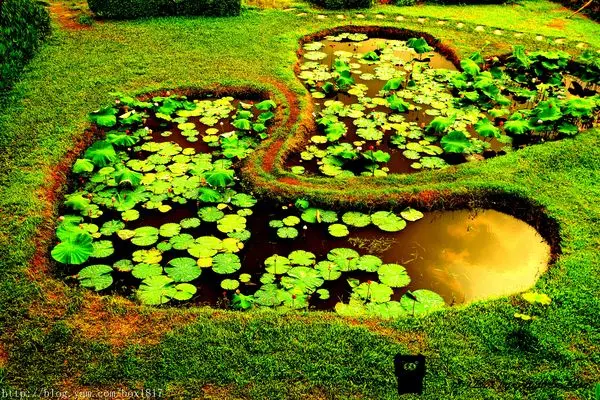 【彰化。大村】浪漫田地。大村雙心池塘。雙心生態池