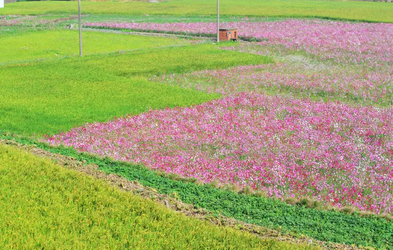 花季 . 田野畫布 * 2012 苗栗銅鑼杭菊花海