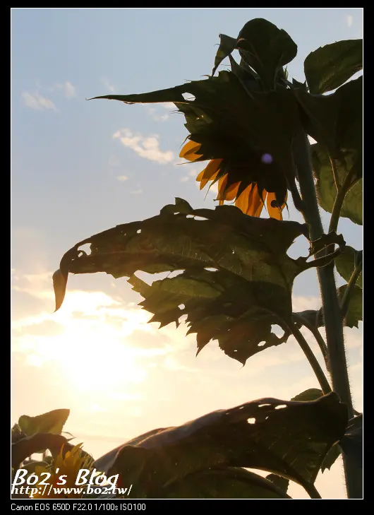 
高雄.橋頭-2013橋頭花田囍事
