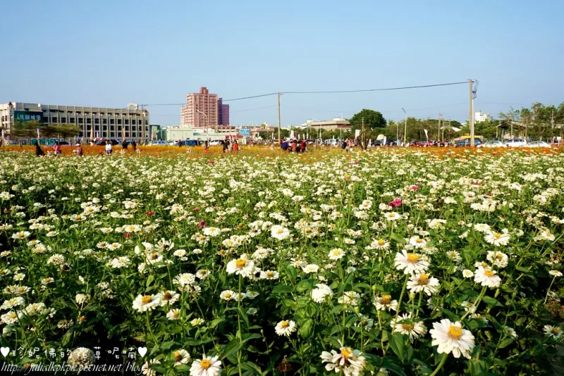 【高雄-橋頭區】2015橋頭花海～花田喜事，花漾橋頭 ( 活動日期 11/21-12/6 )