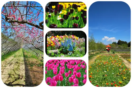 漫步 . 幸福花隧道 * 南投 . 梅峰農場 ( 2013 春之饗宴 )