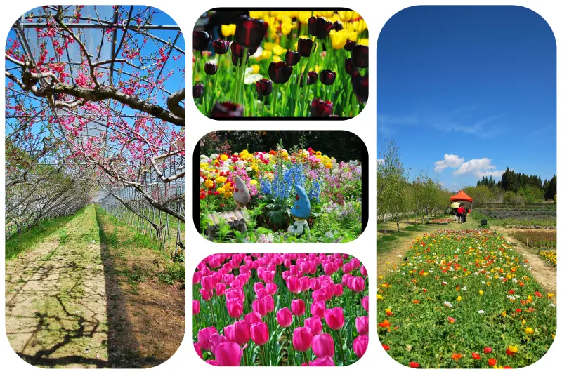 漫步 . 幸福花隧道 * 南投 . 梅峰農場 ( 2013 春之饗宴 )