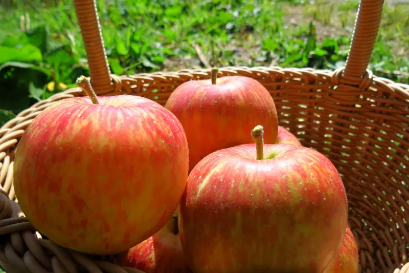 【遊】蘋芬秋色，深秋蜜蘋饗宴 - 台大梅峰農場