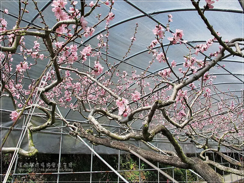 [南投仁愛] 2015台大梅峰農場桃花源壯盛花況開園，百種花款沒看過你就輸了