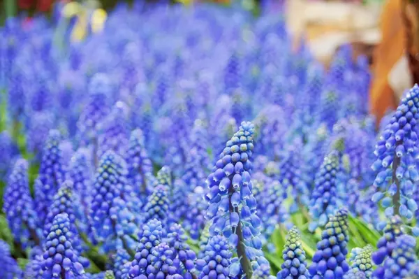 南投三天兩夜私房景點【台大梅峰農場】百花齊放的春之饗宴