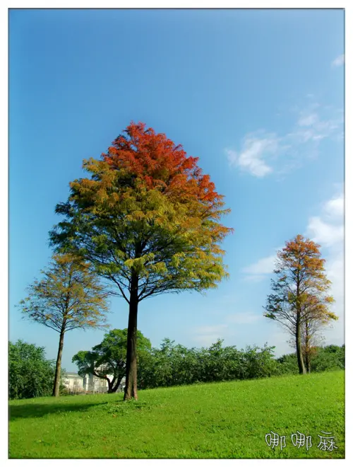 藍天綠地,還有美麗的楓樹~大溪埔頂公園