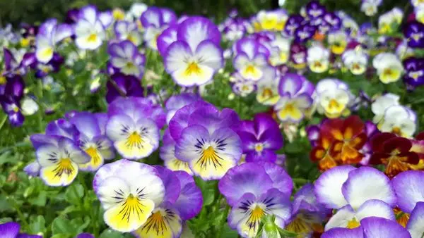 【大溪埔頂公園花海】桃園賞花秘境/七彩蝴蝶花萬紫千紅美極了~彷佛置身萬花筒世界美不勝收(2018/4/22最新花況)