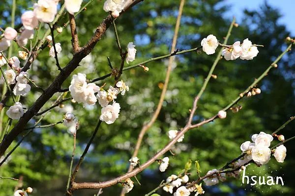 台北中正。中正紀念堂賞梅花