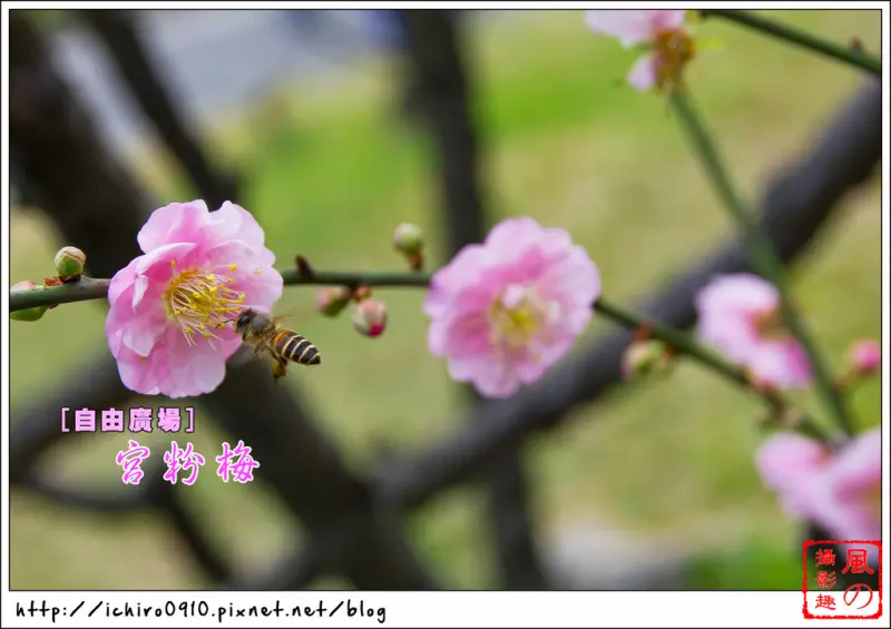 [賞花]【新店線中正紀念堂站】自由廣場。櫻花~楓葉~梅花(宮粉梅)盛開