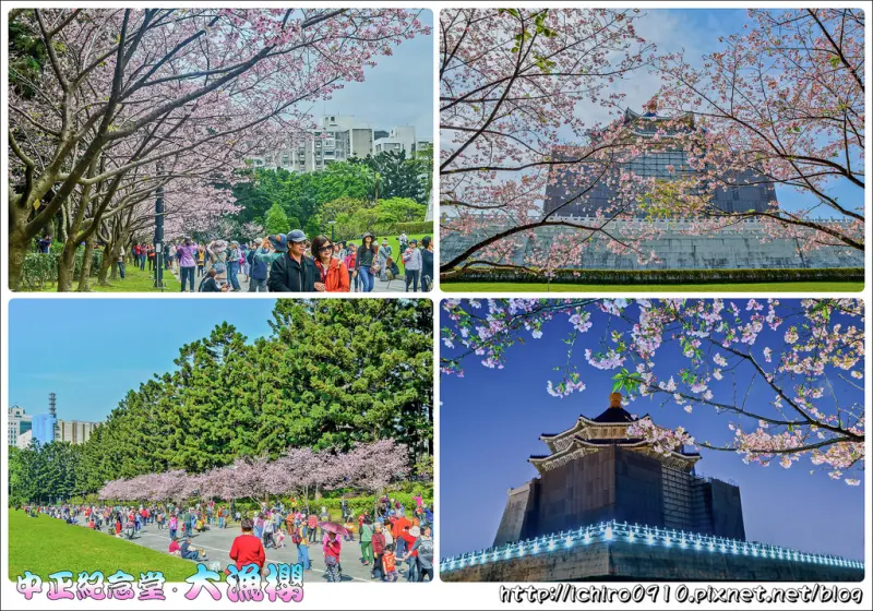 [賞花]【新店線中正紀念堂站】2017中正紀念堂。大漁櫻粉嫩綻放‧夜櫻之美│搭捷運就能賞櫻花│八重櫻‧緋寒櫻‧杜鵑花已盛開│交通/捷運/花況(2017.03.30花況剩7成~已有綠葉)