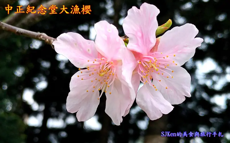 2018 賞櫻系列(五) 中正紀念堂---八重櫻、緋寒櫻與大漁櫻爭豔迎新春!