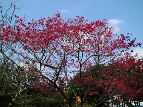 【櫻花趣】2016年3月初賞櫻花