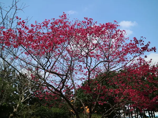 【櫻花趣】2016年3月初賞櫻花