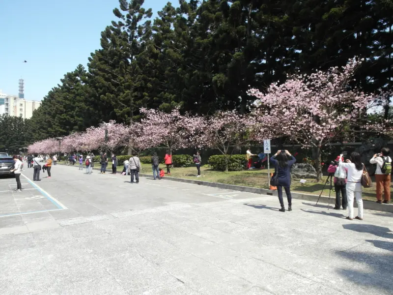 [旅遊]櫻花季，就在市區//中正紀念堂//居然也有整片的櫻花，美不勝收，搭捷運就可以到了，賞櫻何必那麼累?!--台北中正紀念堂