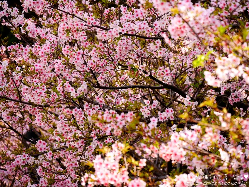 【台北-中正區】中正紀念堂賞櫻記