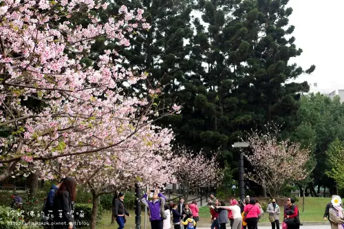 【台北-中正區】中正紀念堂賞櫻花