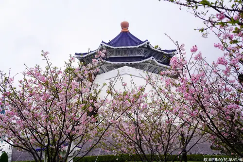 【台北-中正區】台北市區賞櫻景點「中正紀念堂」