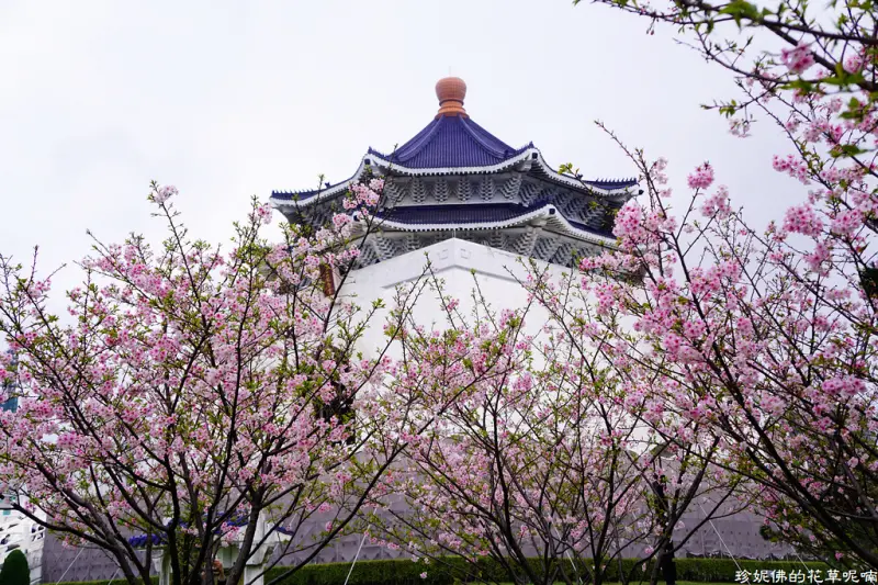 【台北-中正區】台北市區賞櫻景點「中正紀念堂」
