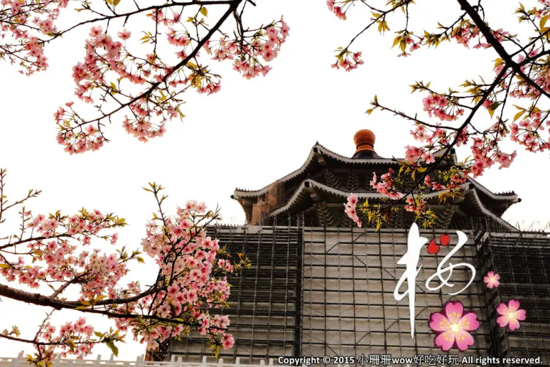 【2016櫻花季】不用跑太遠,台北市中正紀念堂賞櫻趣~市區也看得到粉色花海!!(105.3.7花況)