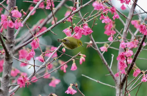 中正紀念堂櫻花開了：嫣紅櫻樹上不停歇的繡眼兒