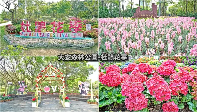 【台北景點】2021台北杜鵑花季／大安森林公園站～打卡新秘境，杜鵑花季開跑囉！有美麗杜鵑花、繡球花、薰衣草