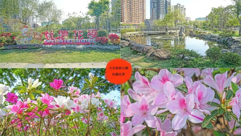 【台北景點】2020台北杜鵑花季／大安森林公園站～假日親子好去處，開車或是搭捷運超方便，賞花、踏青、野餐都OK