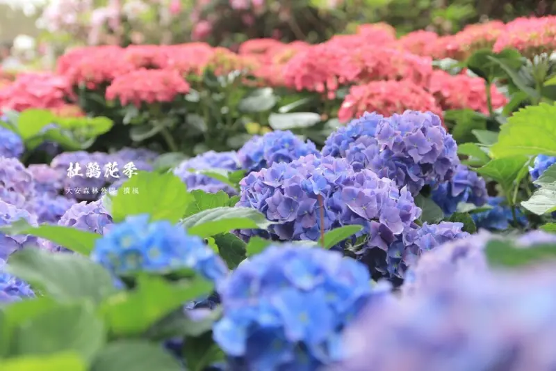 捷運賞花去！2021大安杜鵑花季，捷運出站就有繡球花