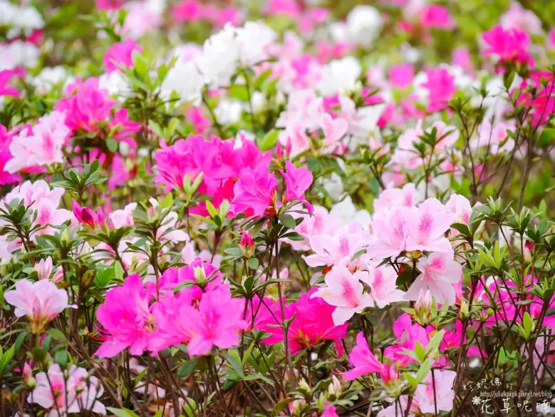 【台北-大安區】大安森林公園欣賞杜鵑花