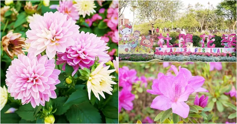 2020杜鵑花季-大安森林公園百花齊放，結合hello kitty等三麗鷗明星們互動式看板，滿滿花飾裝置藝術超好拍