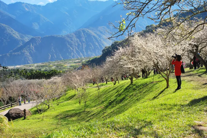雪 の 境 * 南投信義 . 柳家梅園